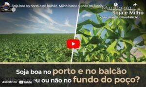 Soja boa no porto e no balcão. Milho bateu ou não no fundo do poço? Brandalize comenta