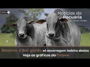 Bezerro e Boi gordo só escorregam ladeira abaixo. Veja os gráficos do Cepea