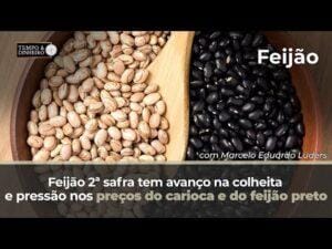 Feijão 2ª safra tem avanço na colheita e pressão nos preços do carioca e do feijão preto