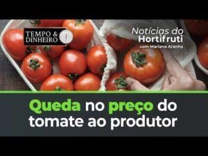 Queda no preço do tomate ao produtor