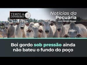 Boi gordo sob pressão ainda não bateu o fundo do poço, alertam analistas de mercado