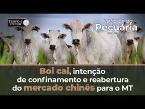 Boi cai, intenção de confinamento e reabertura do mercado chinês para o MT