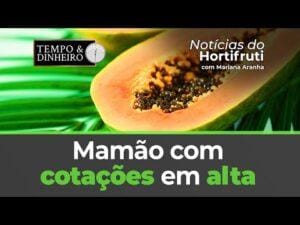 Mamão com cotações em alta. Ovo branco registra alta