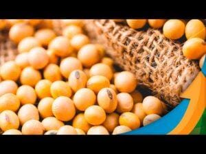 Soja bate nos menores preços nos portos brasileiros; China aparece nas compras