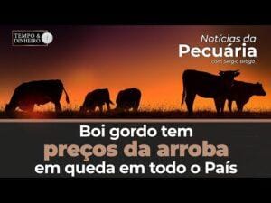 Boi gordo tem preços da arroba em queda em todo o País.
