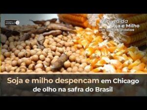 Soja e milho despencam em Chicago de olho na safra do Brasil.
