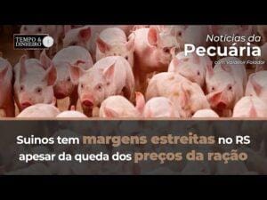 Suinos tem margens estreitas no RS apesar da queda dos preços da ração. Valdecir Folador explica