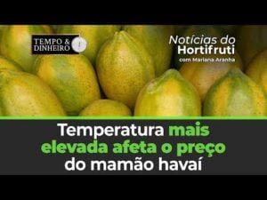 Temperatura mais elevada afeta o preço do mamão havai