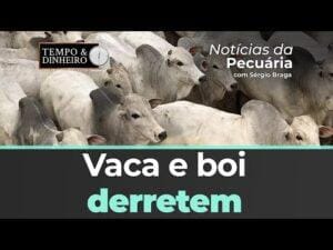 Vaca gorda tem diferença de até R$ 24,00 a menos por arroba em comparação ao boi gordo em GO