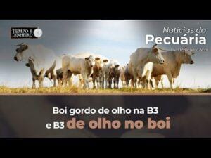 Boi gordo de olho na B3 e B3 de olho no boi. Nenhum dos dois reage positivamente