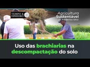 Uso das brachiarias na descompactação do solo; raiz com 4 metros é mostrada na Agrobrasília