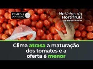 Clima atrasa a maturação dos tomates e a oferta é menor