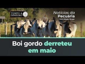 Boi gordo derreteu em maio e agora mira o mês de junho sem muita expectativa