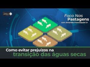Foco nas Pastagens mostra como evitar prejuízos na transição das águas secas