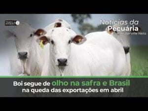 Boi segue de olho na safra e Brasil na queda das exportações em abril
