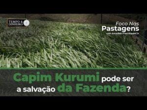 Capim Kurumi pode ser a salvação da minha fazenda?