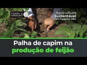 Benefícios da palha de capim com a Riza Sementes