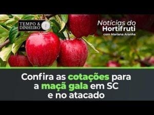 Confira as cotações para a maçã gala em SC e no atacado