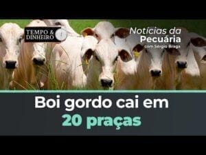 Boi gordo cai em 20 praças e abre junho sem entusiasmo