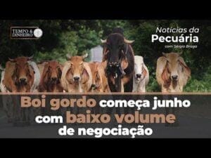 Boi gordo começa junho com baixo volume de negociação