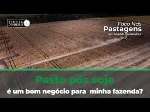 Pasto pós soja, é um bom negócio para minha fazenda?