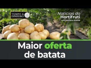 Maior oferta de batata mesmo com período de entressafra