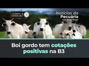 Boi gordo tem cotações positivas na B3 . Físico parou de derreter?