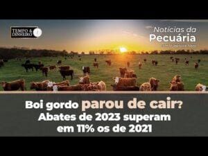 Boi gordo parou de cair? Abates de 2023 superam em 11% os de 2021. Hyberville Neto comenta