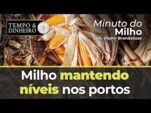 Milho mantendo níveis nos portos