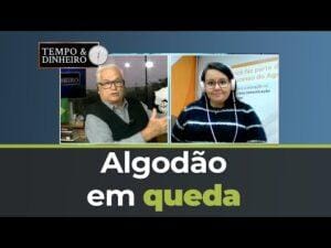 Algodão em queda acompanha clima nos EUA com melhora nas condições de chuva por Carla Mendes