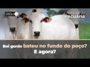Boi gordo bateu no fundo do poço? E agora? Hyberville Neto comenta