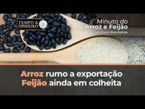 Arroz rumo a exportação, feijão ainda em colheita