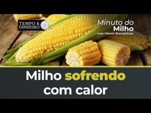 Milho sofrendo com calor nos EUA