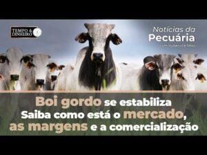 Boi gordo se estabiliza. Saiba como está o mercado, as margens e a comercialização com Hiberville Neto