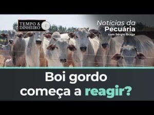 Boi gordo começa a reagir ? Cotações sobem na B3 e no mercado físico Frio intenso no MS mata rebanho