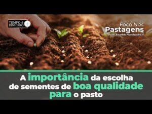 Foco nas Pastagens e a escolha de sementes de boa qualidade que fazem a diferença nos pastos