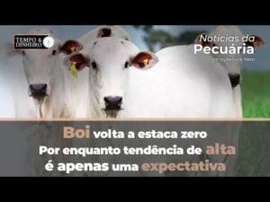 Boi volta a estaca zero. Por enquanto tendência de alta é apenas uma expectativa