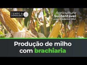 Brachiaria na produção de Milho com a Riza Sementes