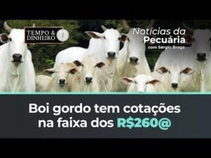 Boi gordo tem cotações na faixa dos R$260@ na B3. Pararam de cair no mercado físico