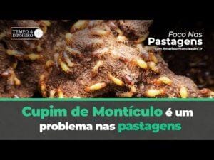 Cupim de Montículo é um problema nas pastagens. Como enfrentá-los? Saiba com Foco nas Pastagens