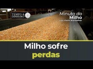 Milho sofre perdas com efeito manada