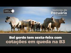 Boi gordo tem sexta-feira com cotações em queda na B3 e negócios travados. Acompanhe a análise de Hyberville Neto