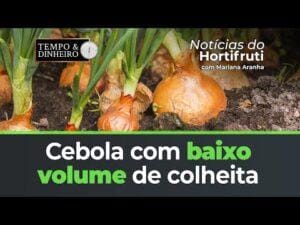 Produtores de cebola enfrentam baixo volume de colheita, oferta reduzida