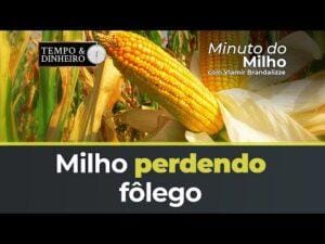 Milho perdendo fôlego com chegada da Safra