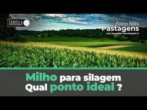 Milho para silagem: qual ponto ideal ? Foco nas Pastagens responde