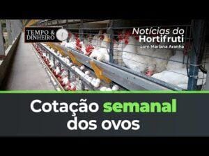Cotação semanal dos ovos. Preço da uva niagara cai na região de Campinas
