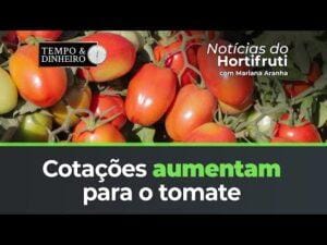 Cotações aumentam nas praças produtoras de tomate