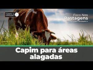 Capim para áreas alagadas. Veja as dicas com Foco nas Pastagens