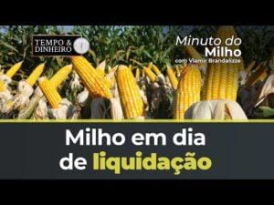 Milho em dia de liquidação