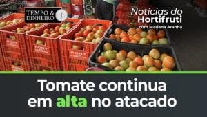Preço do tomate continua em alta no atacado